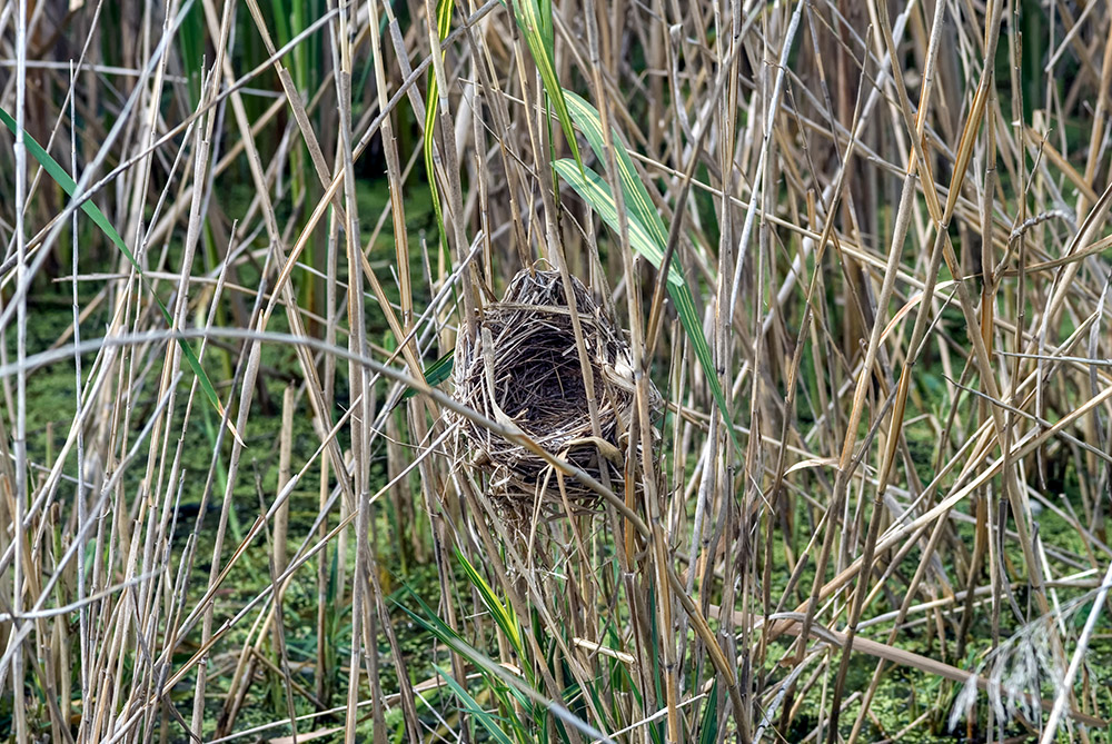 empty-birds-nest-in-marsh-photo_08.jpg