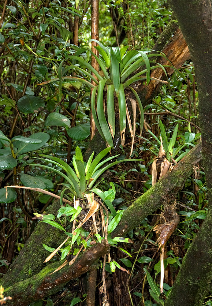 epiphyes-growing-on-surface-of-tree-in-jungle.jpg