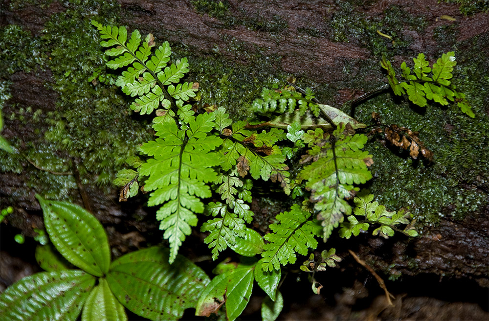fern-fronds-growing-in-rain-forest-costa-rica-405.jpg