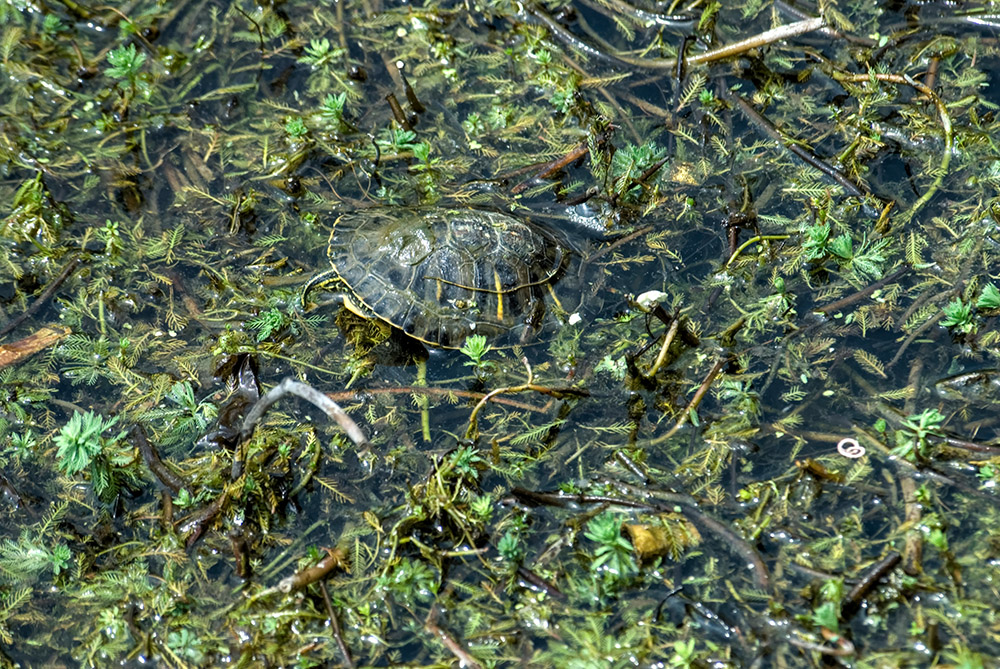 green-turtle-in-marsh-photo-148.jpg