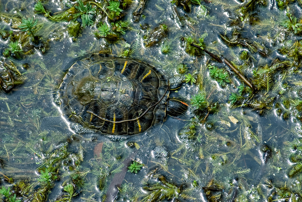 green-turtle-in-marsh-photo-160.jpg