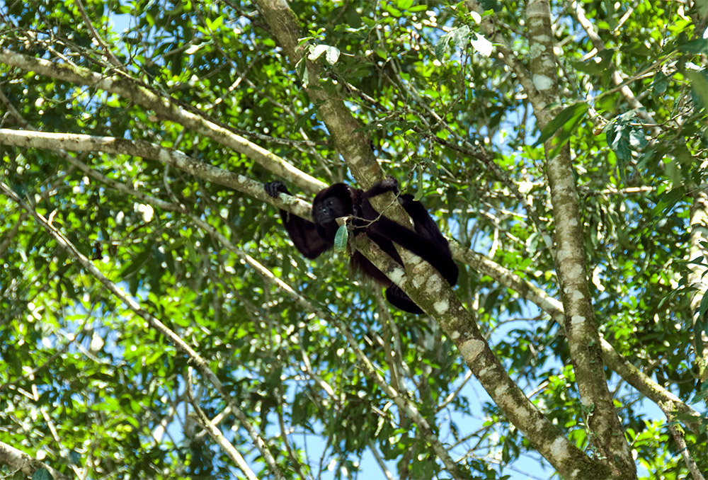 howler-monkey-resting-in-tree-costa-rica-rain-forest.jpg