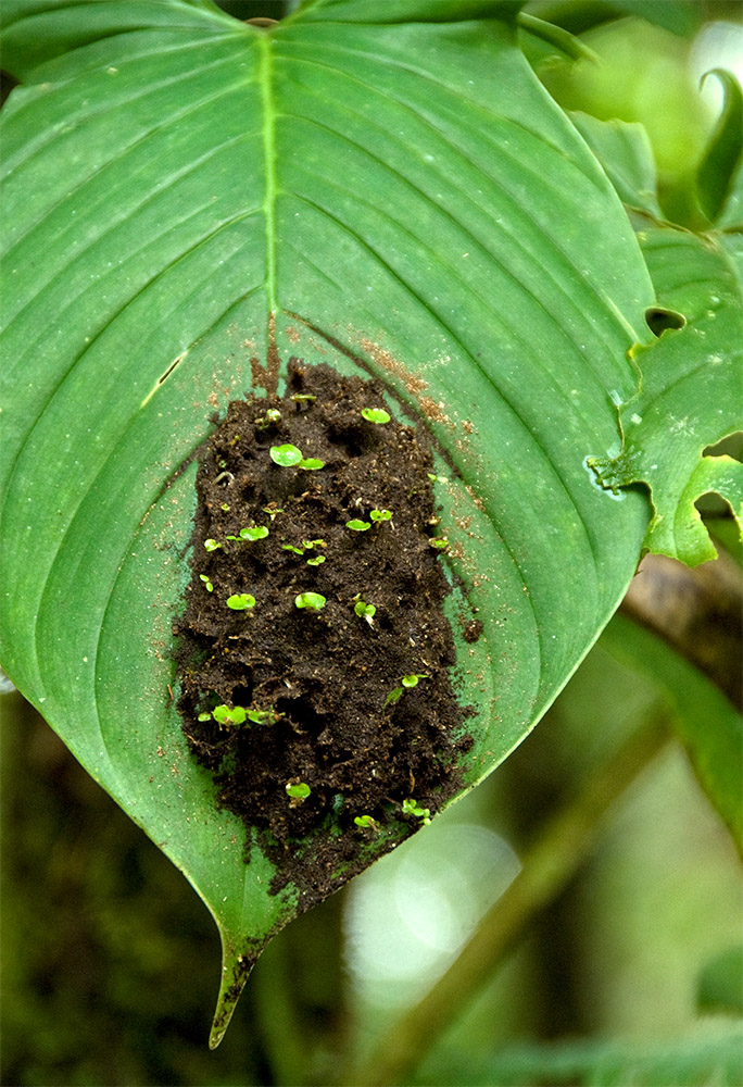 large-green-leaf-with-new-growth-costa-rica.jpg
