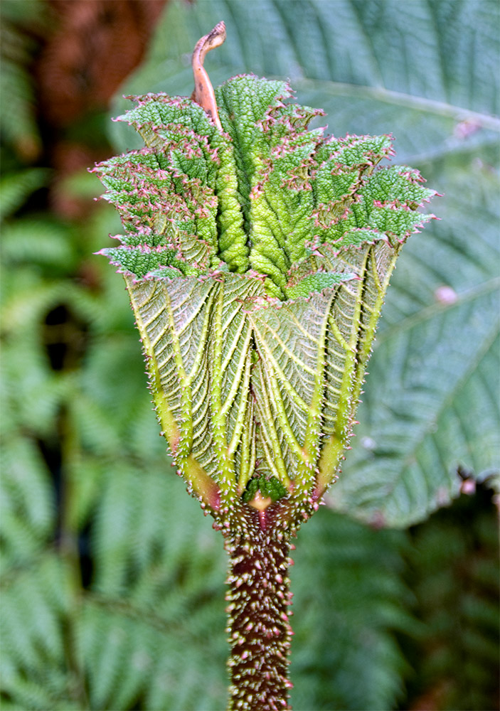 large-leaved-plant-in-jungle.jpg