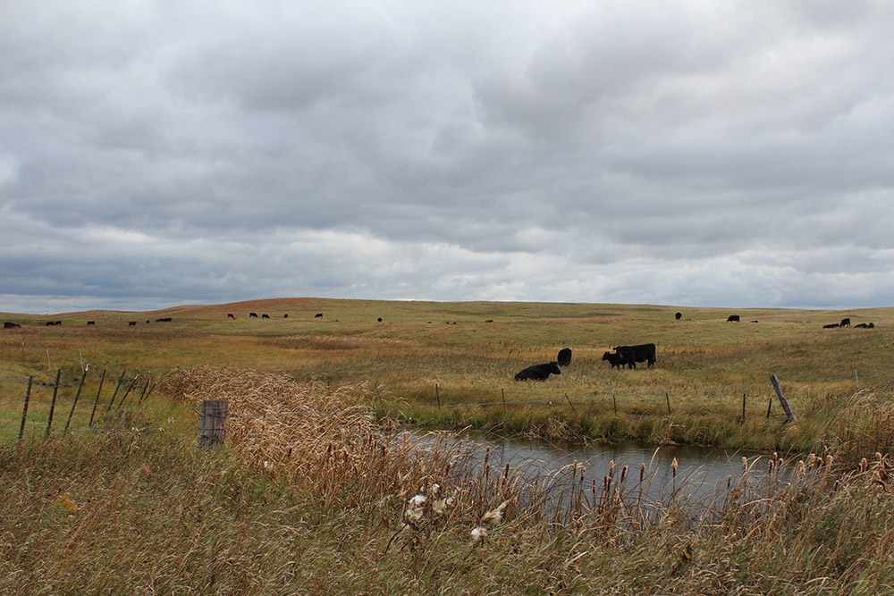 photo-cattle-grazing-on-grassland-north-dakota.jpg