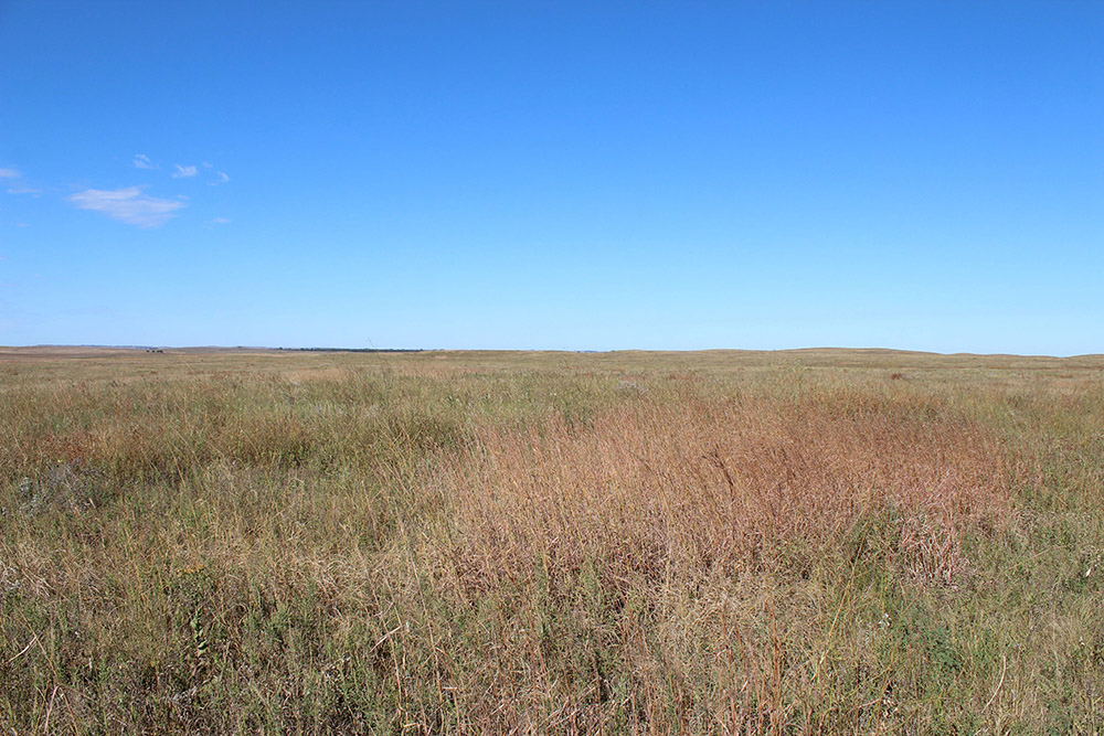 photo-native-prairie-and-grasslands-dakota.jpg