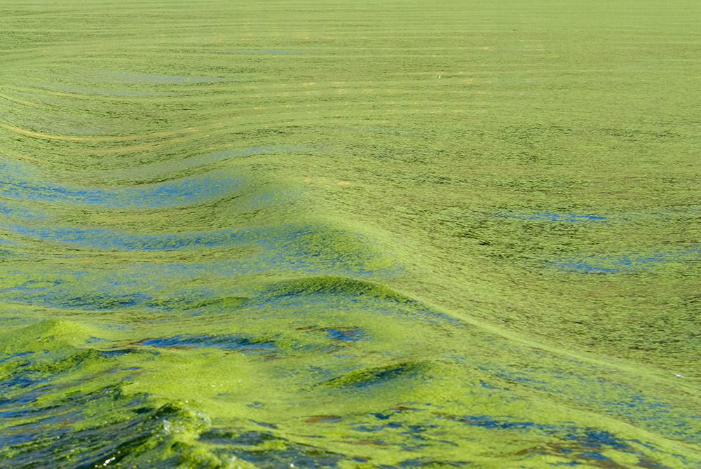 green-algae-floating-on-lake.jpg