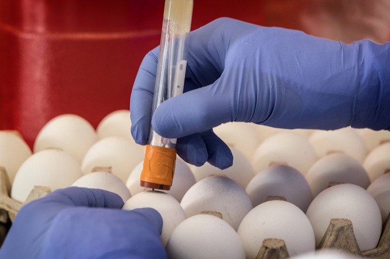 scientist-uses-a-small-needle-to-punch-a-hole-in-the-top-of-a-fertilized-chicken-egg.jpg