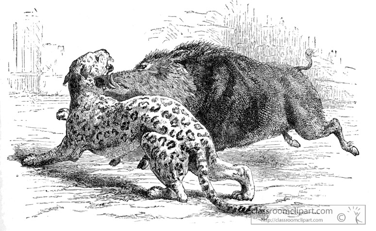 wild-boar-attacking-a-panr-historical-illustration.jpg