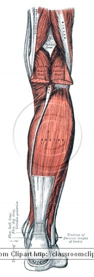 anatomy_illustLC_0484SA.jpg