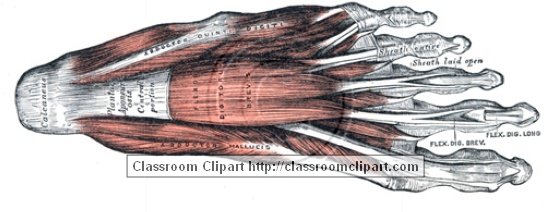 anatomy_illustLC_0492S2.jpg