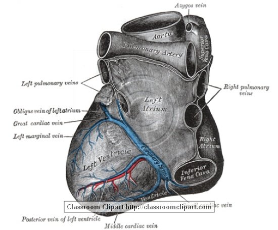 anatomy_illustLC_0528S.jpg