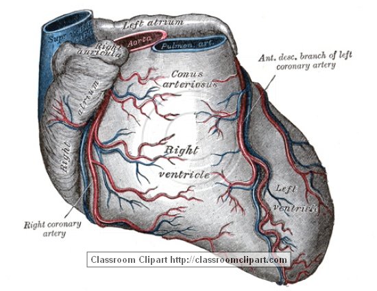 anatomy_illustLC_0529S.jpg