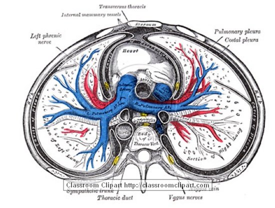 anatomy_illustLC_544aS.jpg