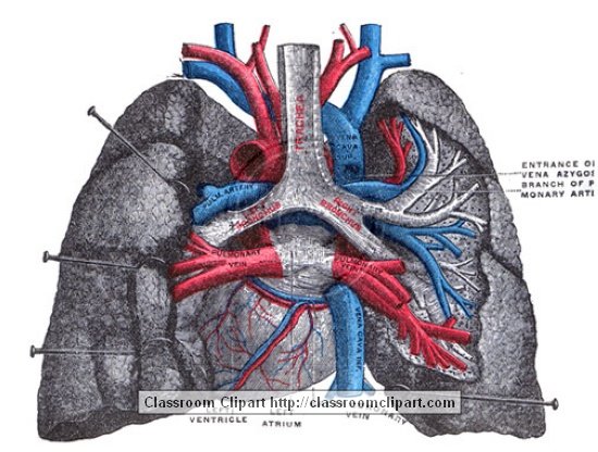 anatomy_illustLC_544bS.jpg