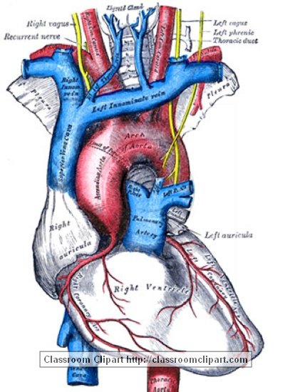 anatomy_illustLC_546S.jpg