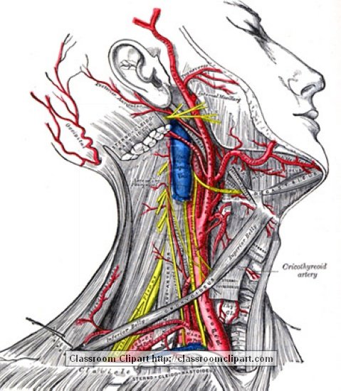 Anatomy Clipart Photo Image - anatomy_illustLC_550S - Classroom Clipart