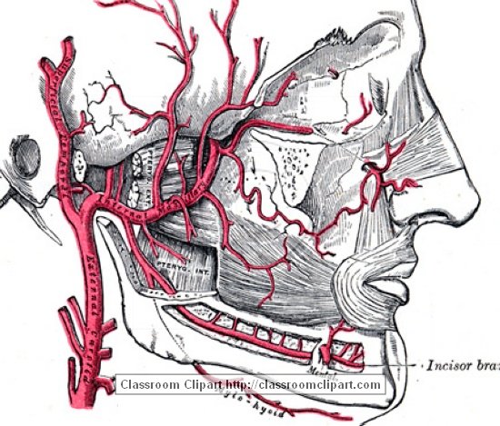 anatomy_illustLC_559S.jpg