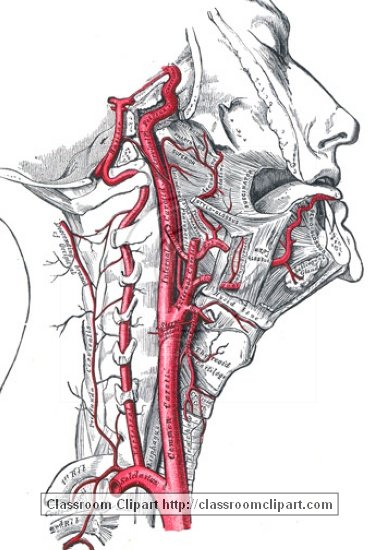 anatomy_illustLC_566S.jpg