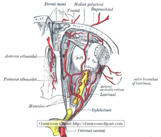 anatomy_illustLC_569S.jpg