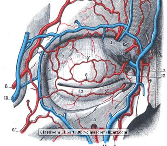 anatomy_illustLC_570SA.jpg