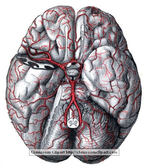 anatomy_illustLC_572S.jpg