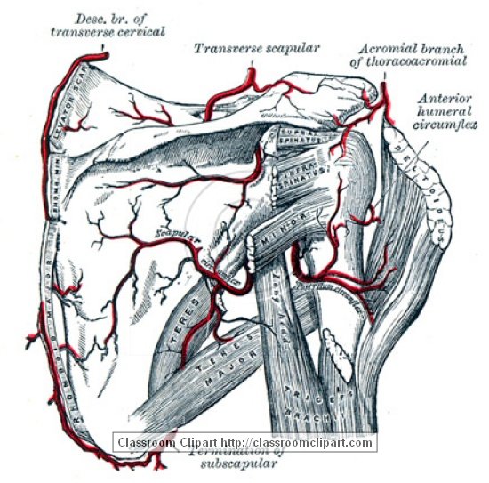 anatomy_illustLC_582S.jpg