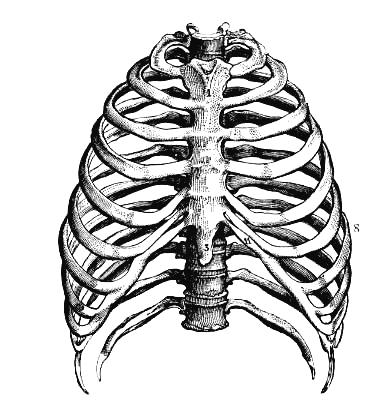 Anatomy Clipart Photo Image - anatomy_illust_045 - Classroom Clipart