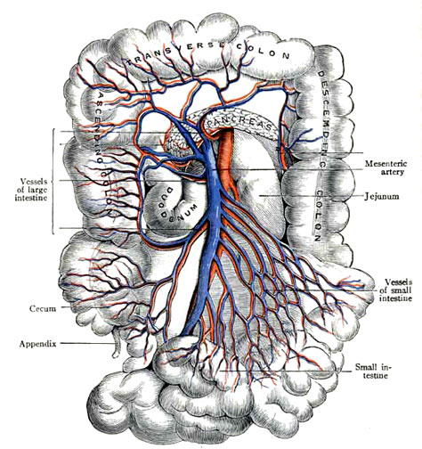 anatomy_illust_199.jpg