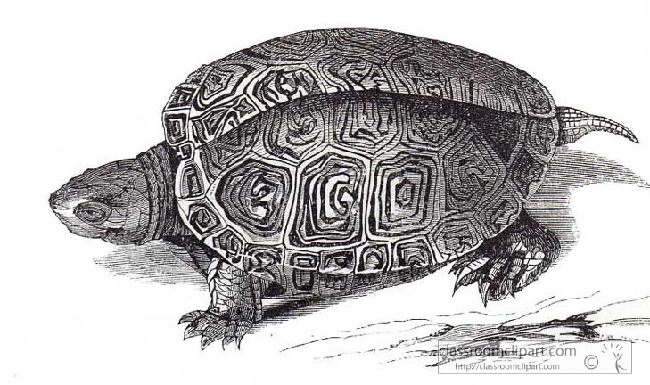 AKl2_362turtleA.jpg