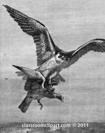 falcon-holding-prey.jpg