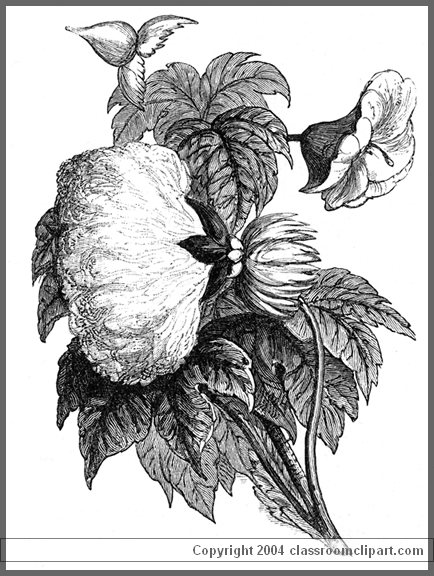 cotton_108w.jpg