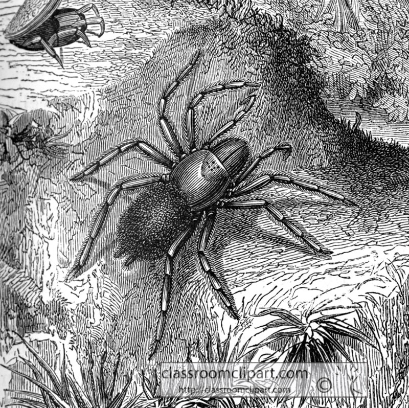 spider-illustration-aa1211.jpg