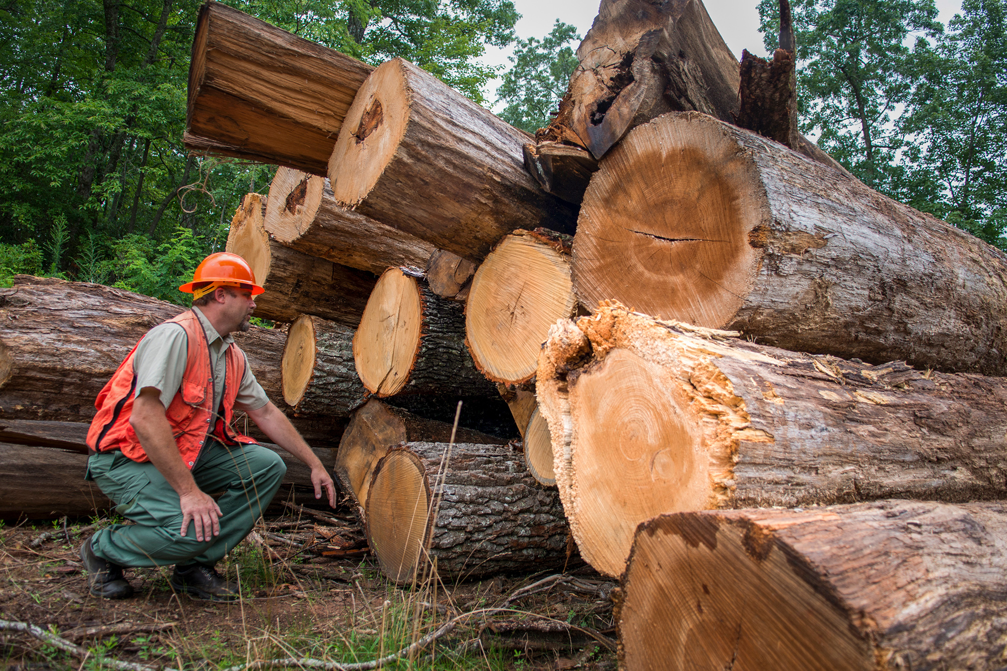 cold-wood-at-a-timber-sale-on-the-north-mills-area-north-carolina.jpg