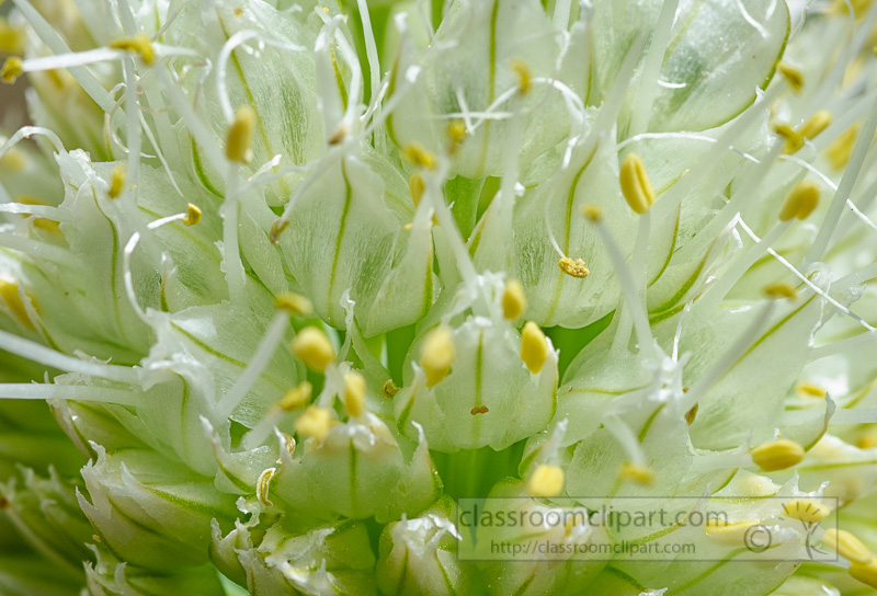 closeup-flowering-onion-plant-photo-4151c.jpg