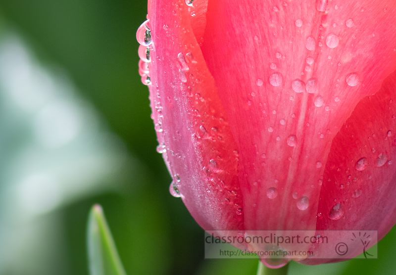 closeup-single-bright-pink-tulip-after-a-rain-image-138-2.jpg