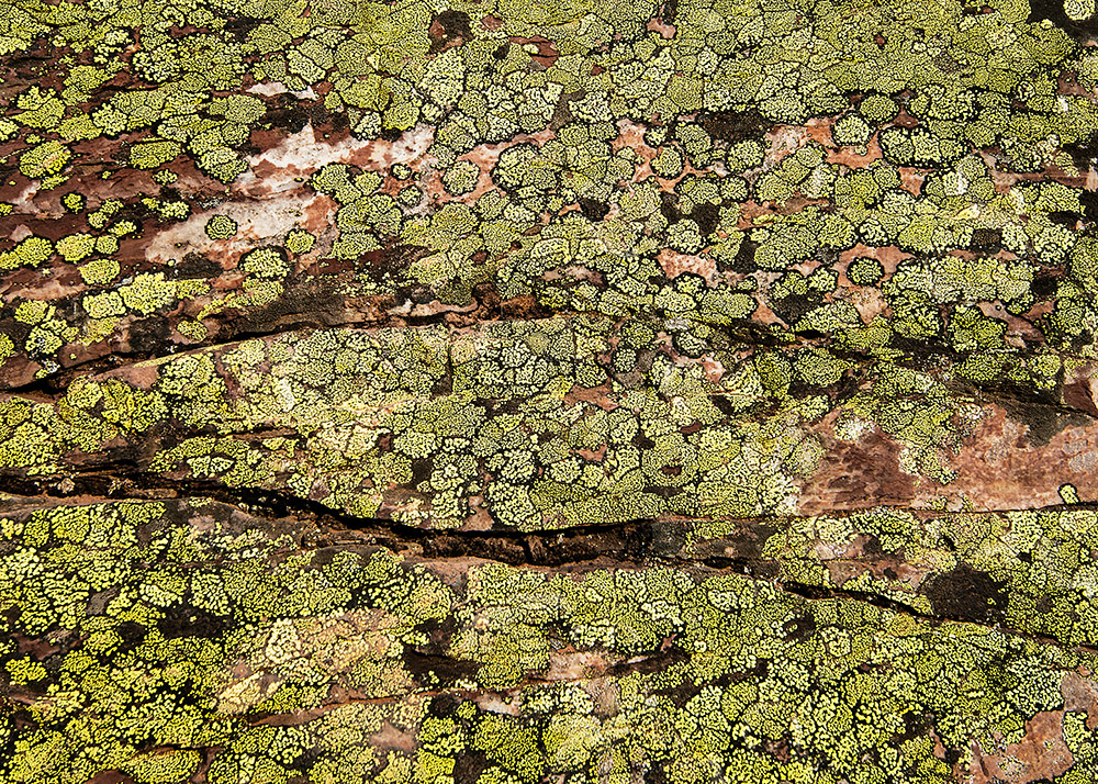 green-lichen-closeup.jpg