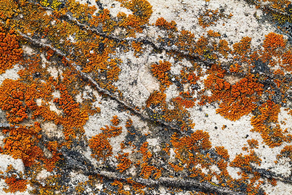 orange-red-lichen-on-rock.jpg