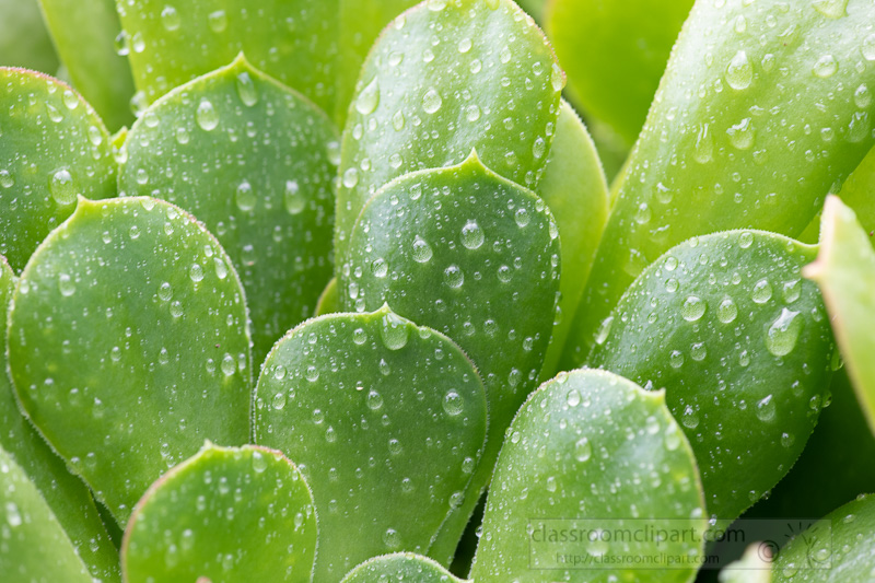 rain-drops-on-aeonium-leaves-succulent-plant-02868.jpg
