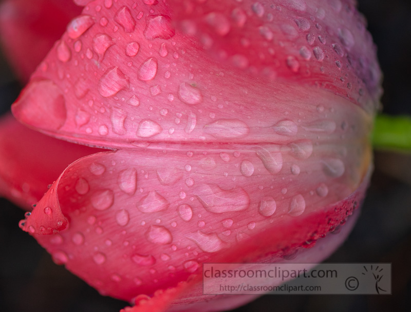 single-bright-pink-tulip-side-view-with-raindrops-5162E3.jpg