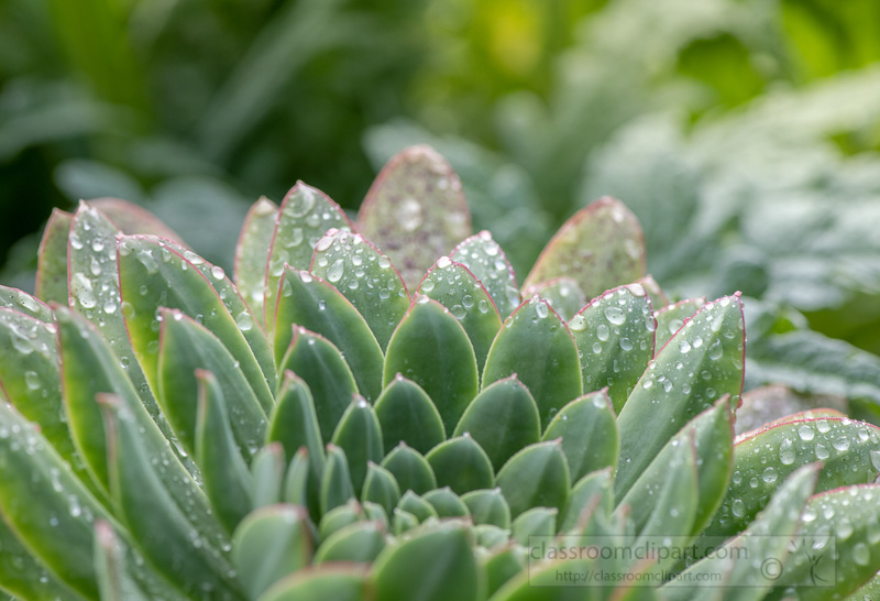 succulent-plant-close-up-with-rain-drops-02871.jpg