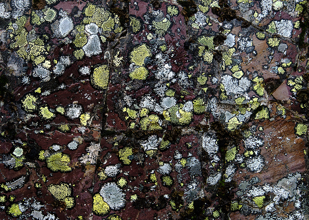 white-yellow-lichen-closeup.jpg