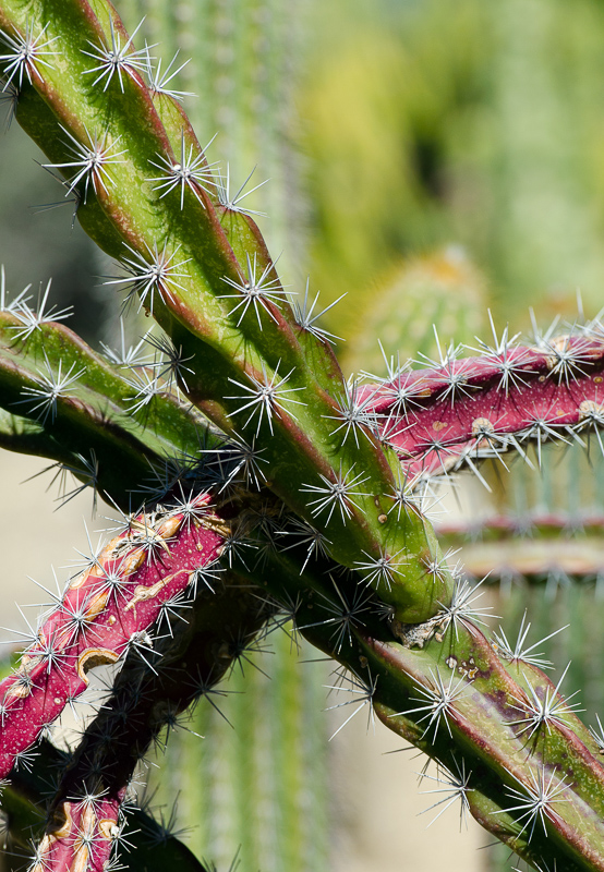 cacti-closeup-spines-828A.jpg
