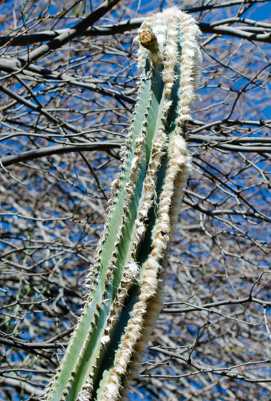 cacti-plant-821A.jpg