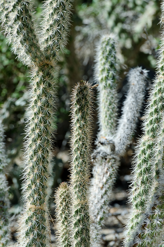 cacti-plant-838.jpg