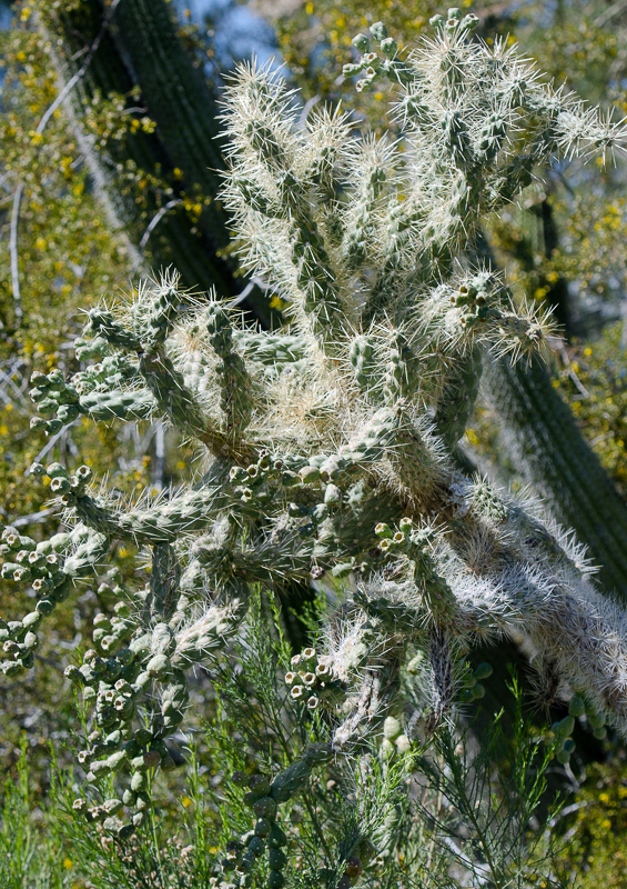 cacti-plant-916A.jpg