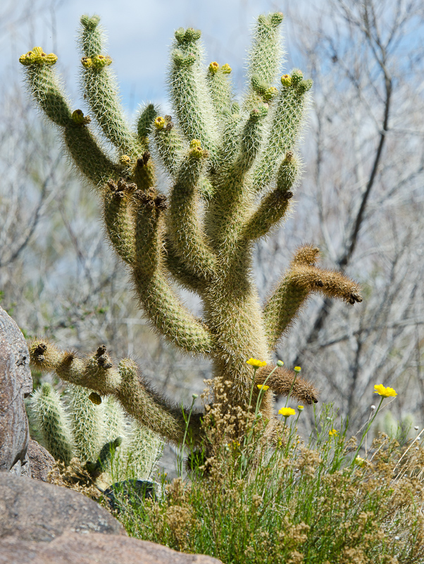 cacti-plant-935.jpg