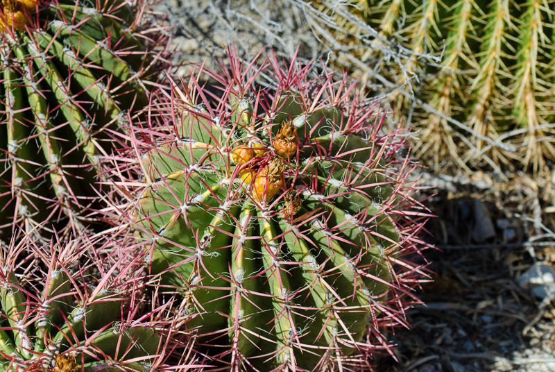ferocactus-pringle-860.jpg