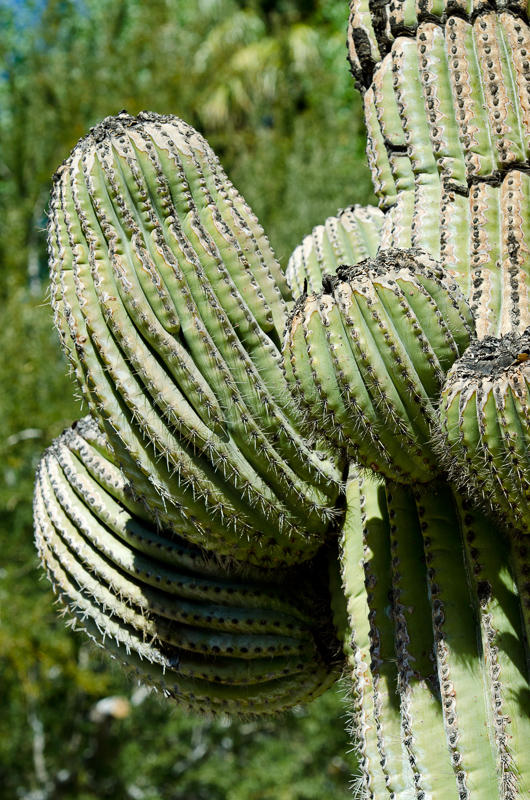 saguro-cactus-919.jpg