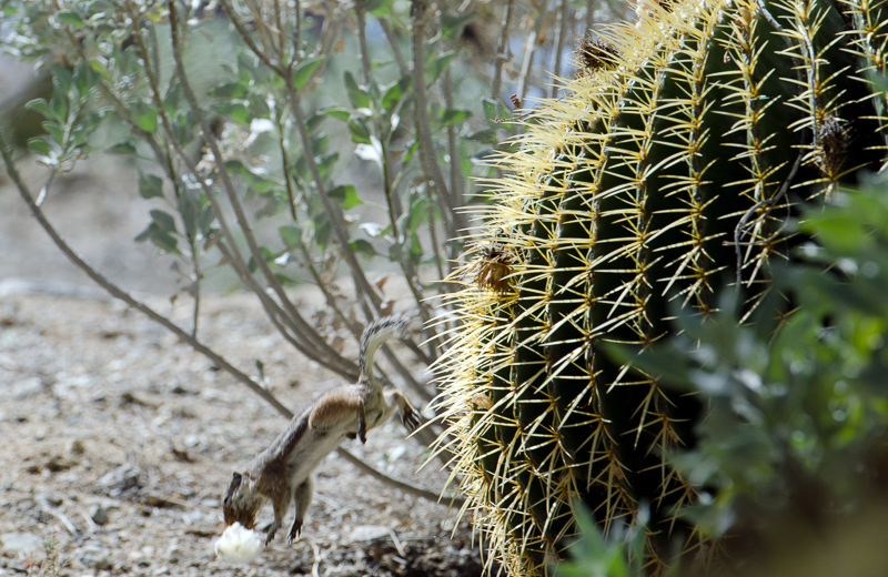 squirrel-jumping-off-barrel-cactus-878.jpg
